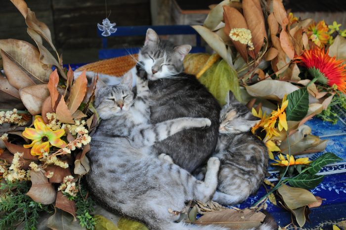 Cats sleeping on a mat among sunflowers