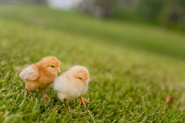 Two chicks sitting on grass