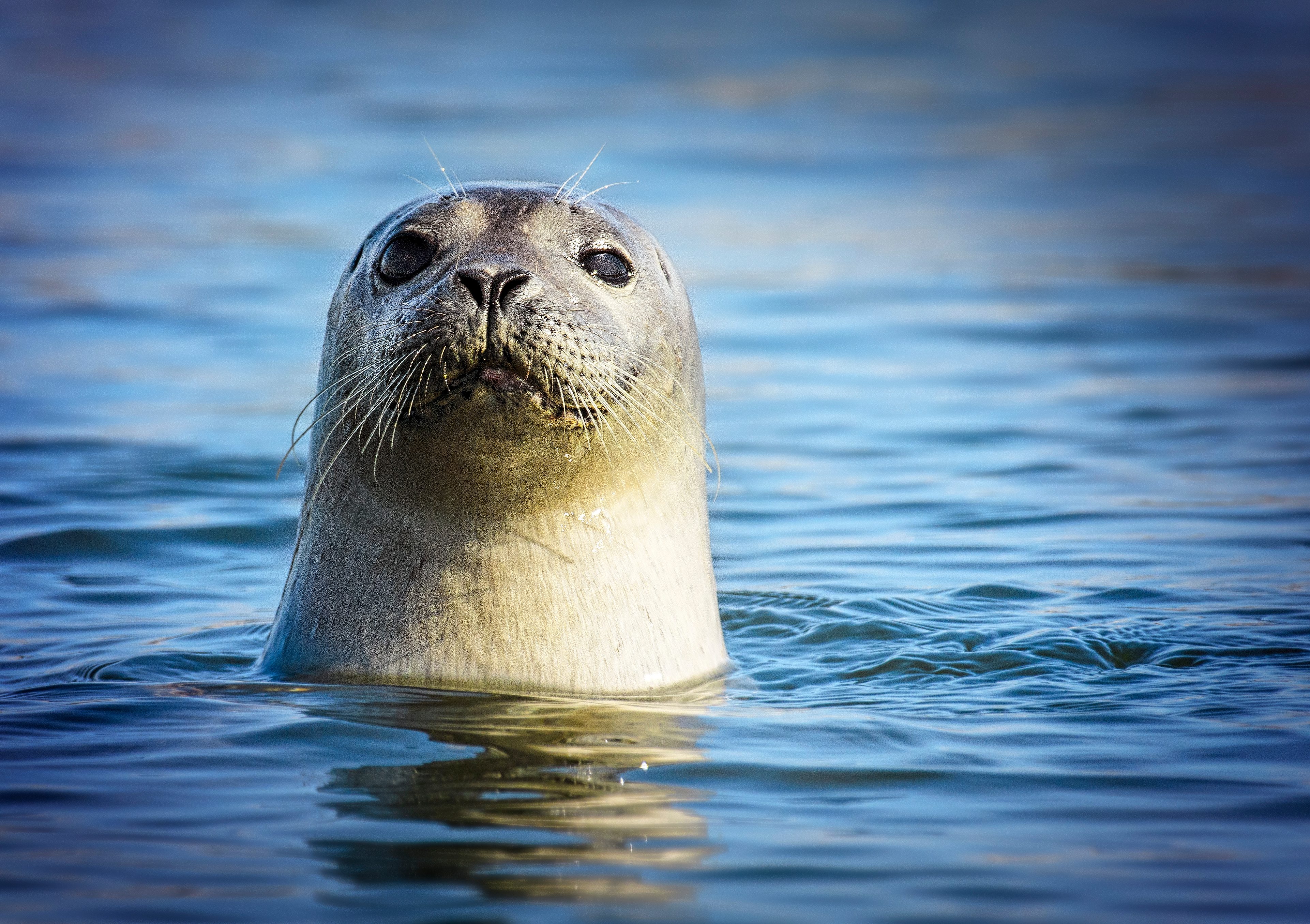 Adorable Harbor Seal Looking at Camera at Robert Moses State Park, Long Island