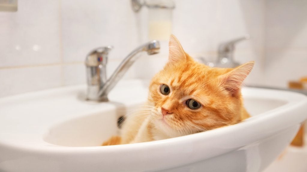 Red cat lying in the sink in the bathroom.