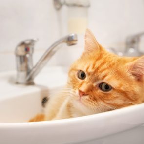 Red cat lying in the sink in the bathroom.