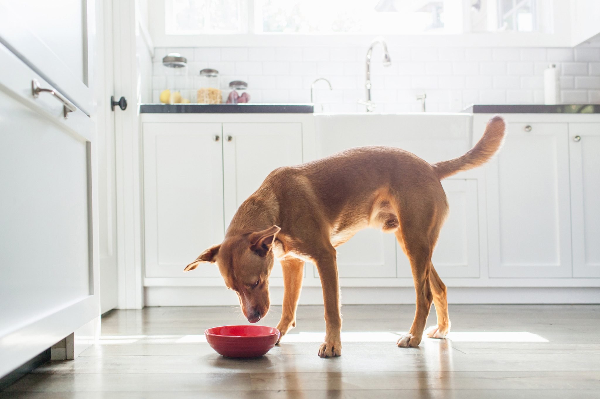 Ways Your Dog May Be Asking for Help | Reader's Digest