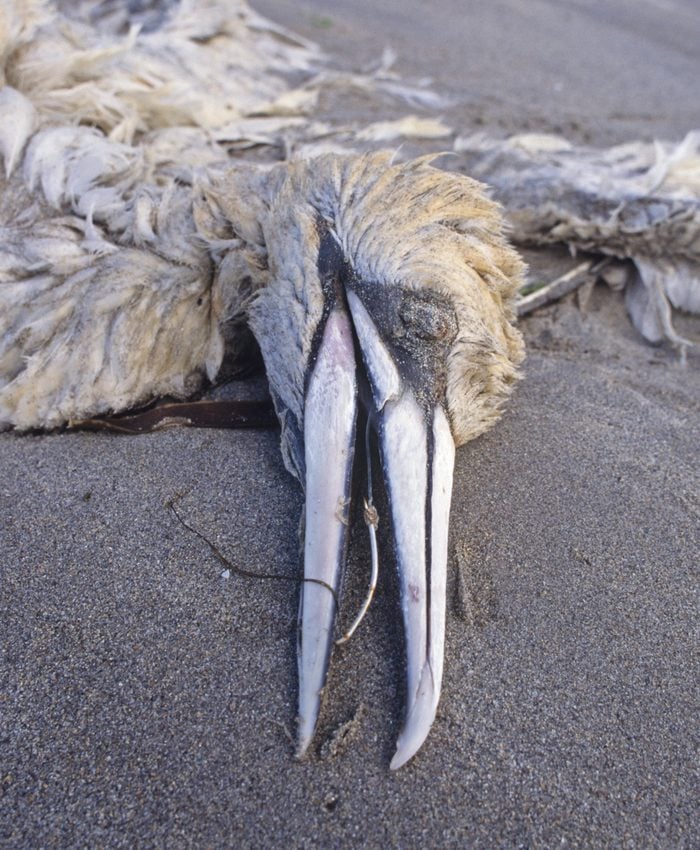Dead Gannet on beach, killed by being ensnared on fish hook