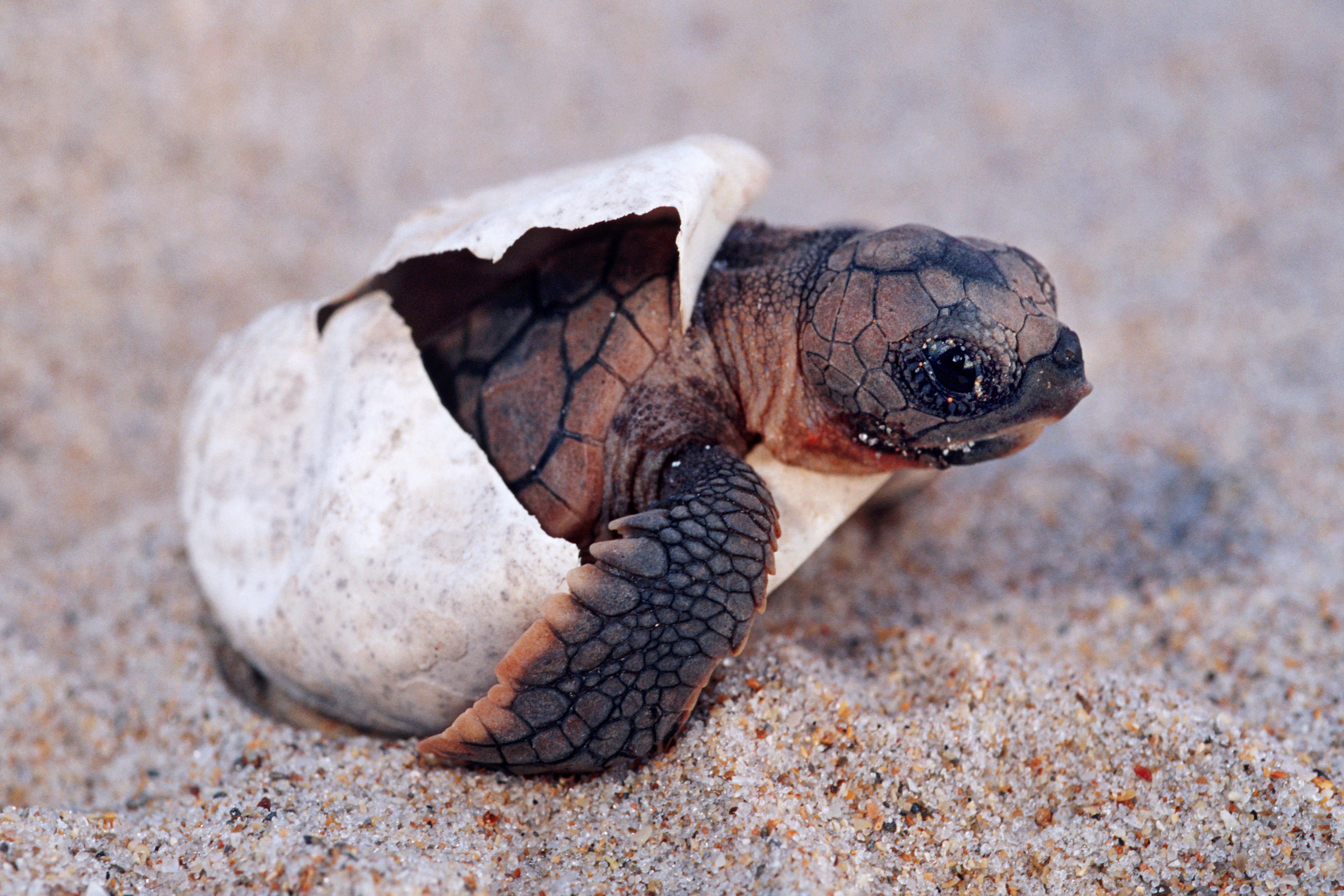 Animals Photo: Tiny Turtle  Turtle, Tiny turtle, Cute turtles