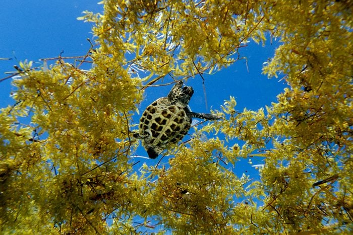 Hawksbill turtle in sargassum weed