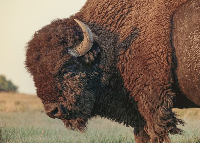American Bison Standing On Field