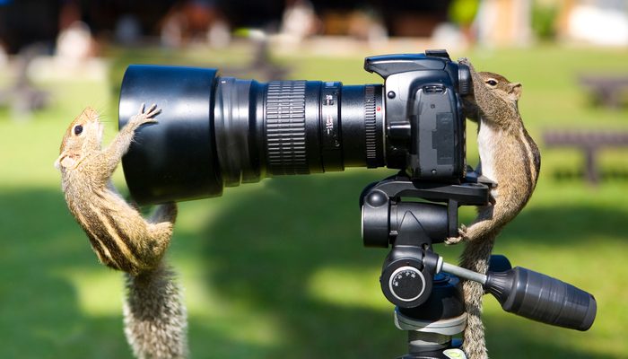 Palm squirrels staged a photo shoot.