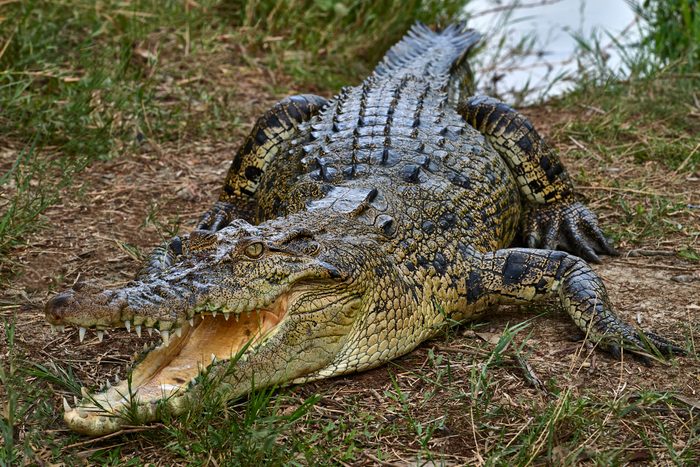 Crocodile in The Sundarbans, Bangladesh