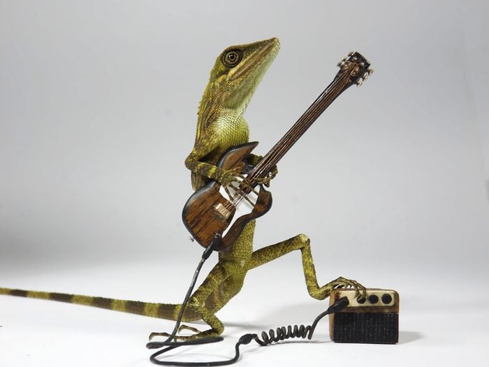 Close-Up Of Reptile With Toy Guitar Against White Background