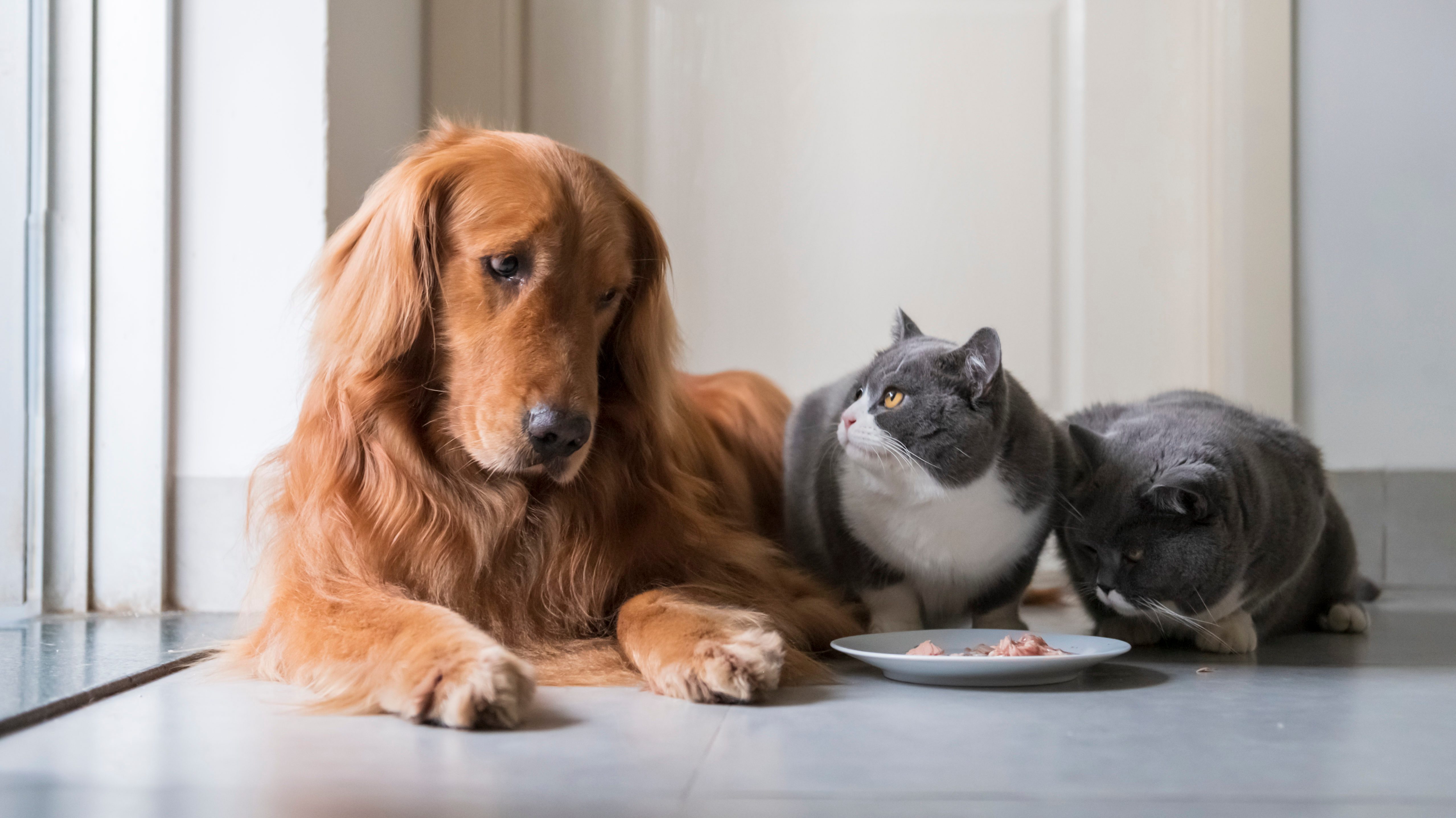 Can Dogs Eat Cat Food? Here's What to Do Reader's Digest