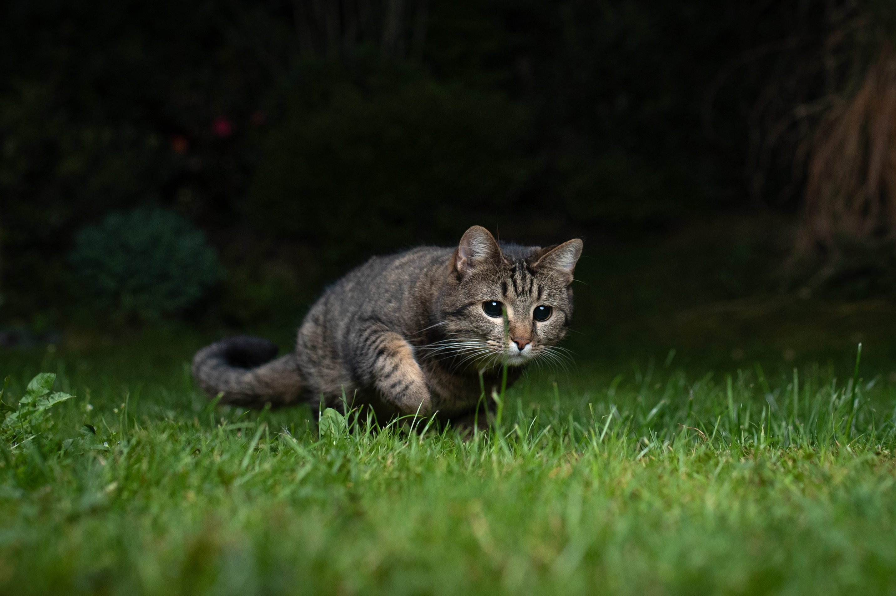 Can Cats See in the Dark? How Cats' Night Vision Actually Works