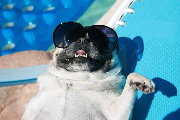 Pug lounging poolside with sunglasses