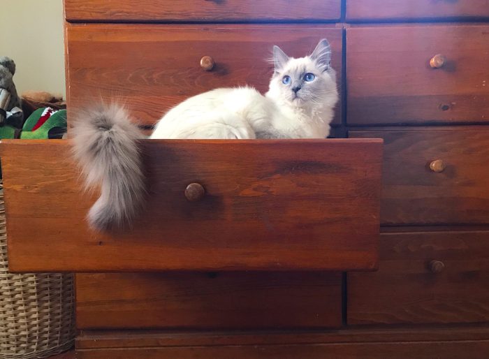 White Ragdoll Kitten in a Dresser Drawer