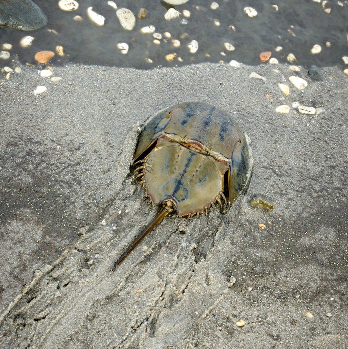 Horseshoe Crab Heading to the Water after Laying Eggs