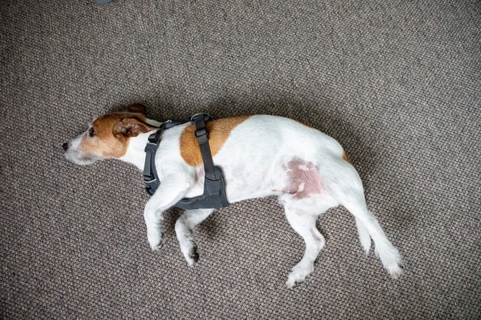 Parson Russell Terrier lying on the carpet on his side