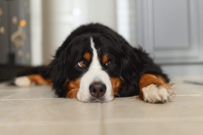 A Bernese Mountain Dog Lounges at Home in the Kitchen