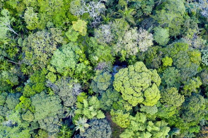 Aerial View Of Treetops In Amazon Rainforest