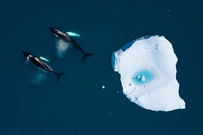 aerial view of whales swimming among icebergs