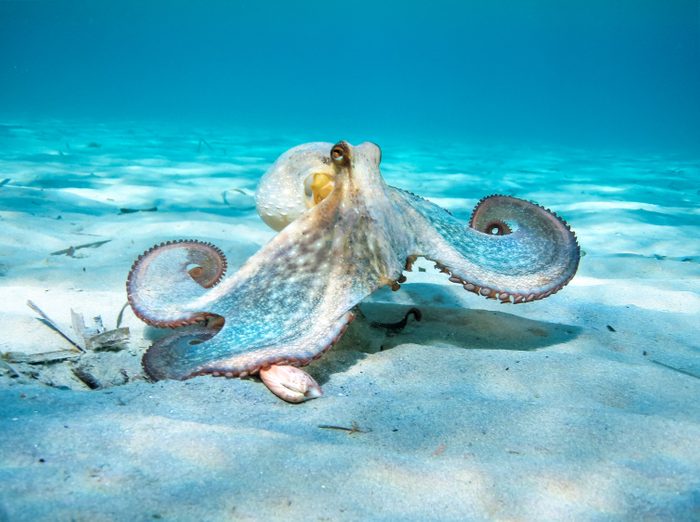 Octopus In Action