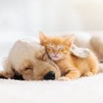 18 Happy Stories of Puppies and Kittens Fostered During Coronavirus