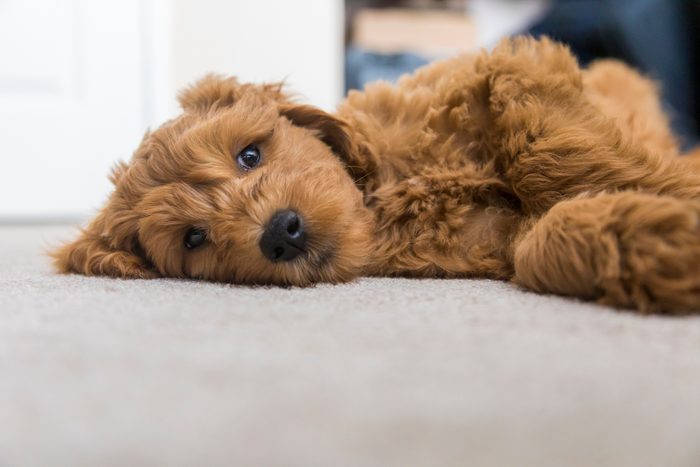 Goldendoodle Puppy at Home