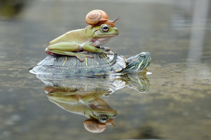 Frog and a snail on a turtle, Indonesia
