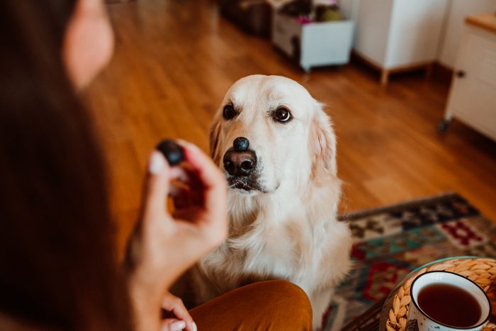 High Angle View Of Dog Looking At Woman Eating Blueberry