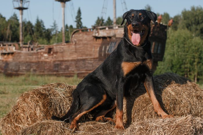 black big dog of the breed beauceron (french shepherd) lies on the hay