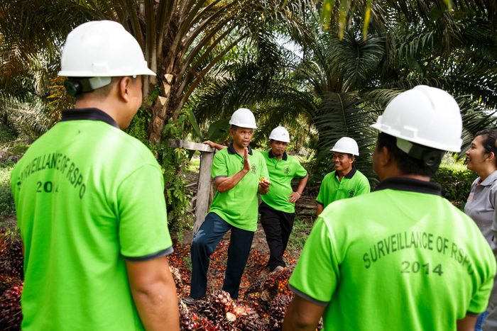 Sustainable Palm Oil Indonesia