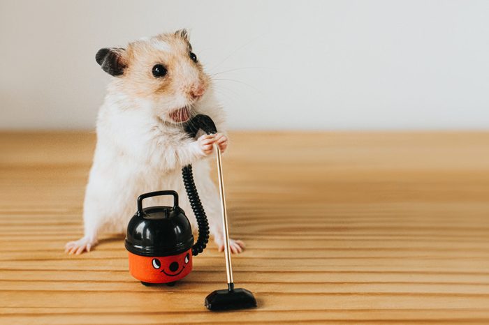 Hamster Vacuuming