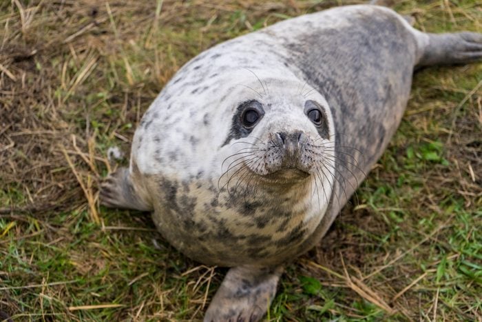 A Friendly Seal Looking Into The Camera Lens While Resting On The Grass