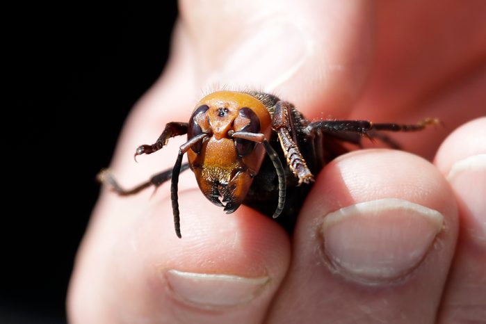 US-SCIENCE-ASIAN HORNETS