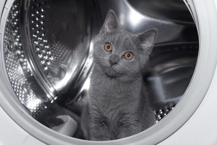 Cat in the washing machine . Washing machine. Pet. Drum machines . British kitten. Funny .