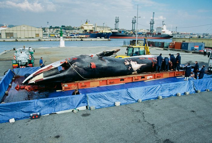Dead fin whale