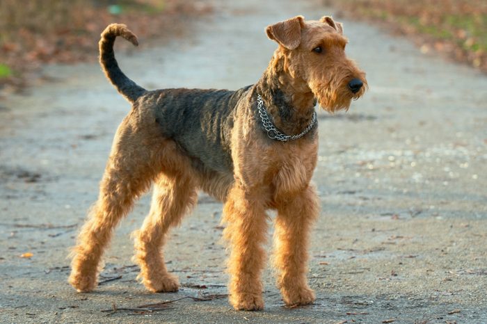Airedale terrier posing nicely outside