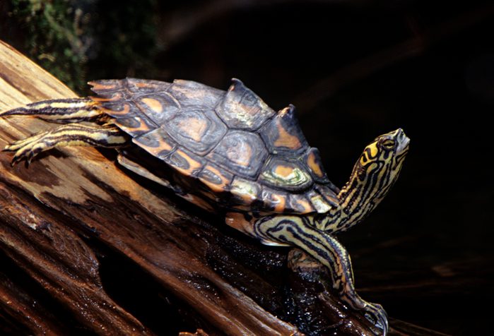 Yellow-blotched Map Turtle, Graptemys flavimaculata, Mississippi, USA