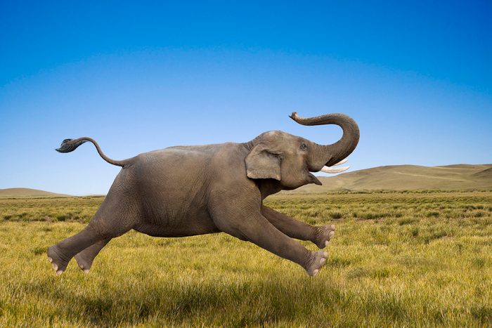 An Elephant Galloping In Freedom and Joy