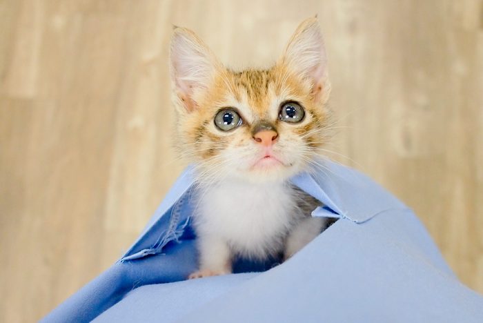 Small kitten in poket