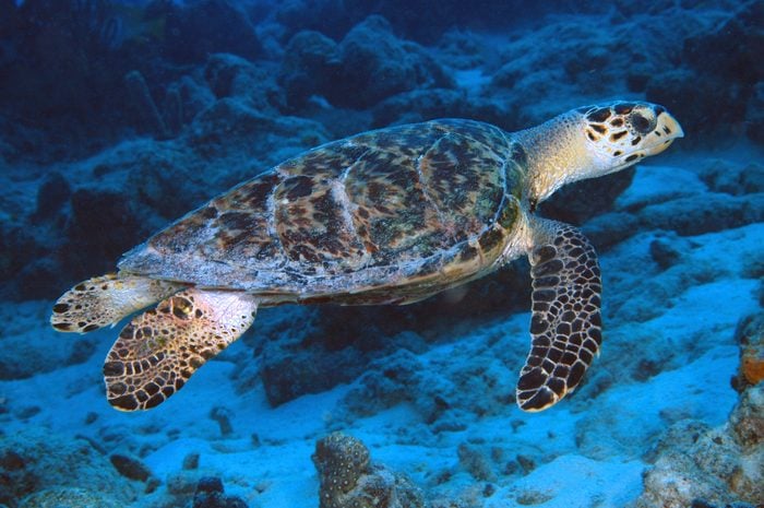 Swimming hawksbill sea turtle, Eretmochelys imbricata The overhanging upper jaw resembles the beak of a hawk, giving this turtle its common name Curacao, Netherlands Antilles Digital Photo (horizontal)