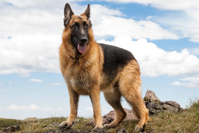 German Shepherd Dog on Mountain