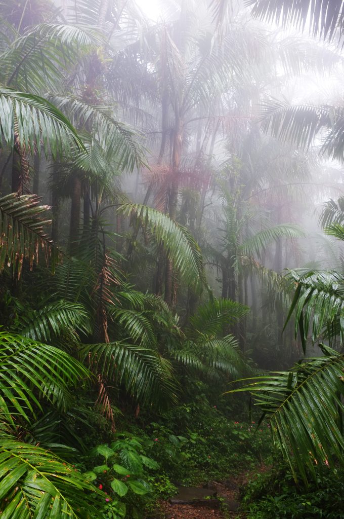 A sultry wet El Yunque Rain Forest in Puerto Rico