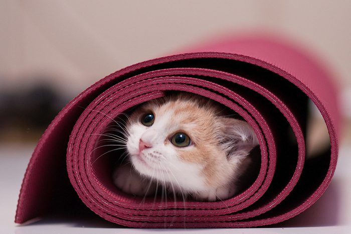 Kitten in rolled up yoga mat