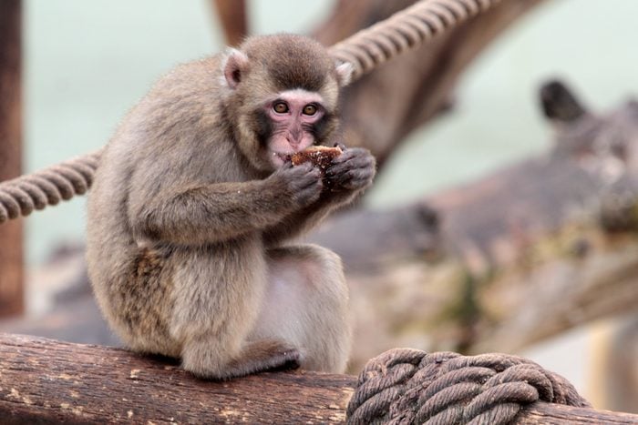 Young japanese macaque eating on a log
