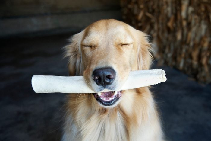 Portrait of golden retriever with eyes closed and dog chew