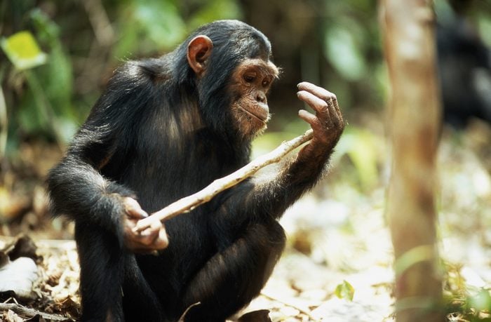 Common chimpanzee (Pan troglodytes) holding stick