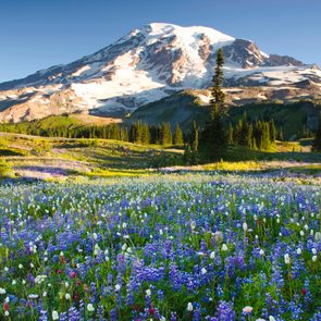 USA, Washington, Mt. Rainier National Park, field with wildflowers