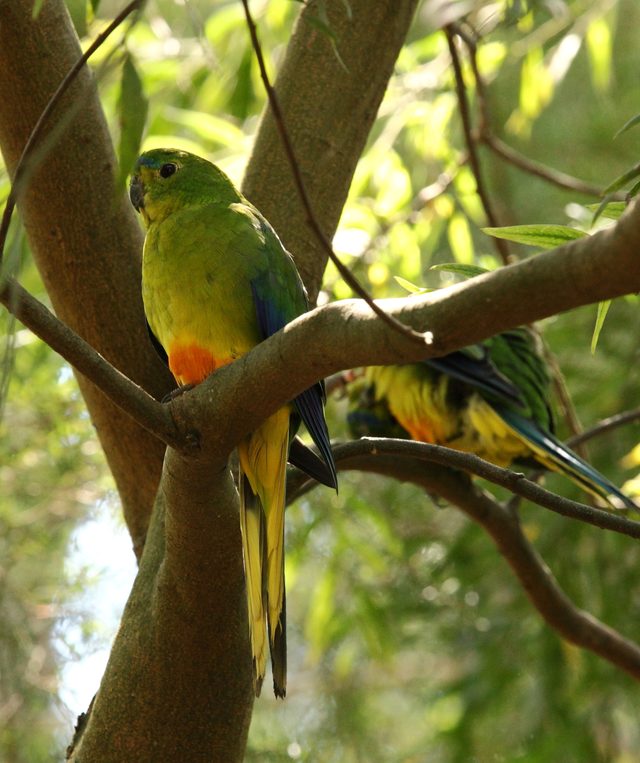 Orange-Bellied Parrot, Australia, critically endangered species