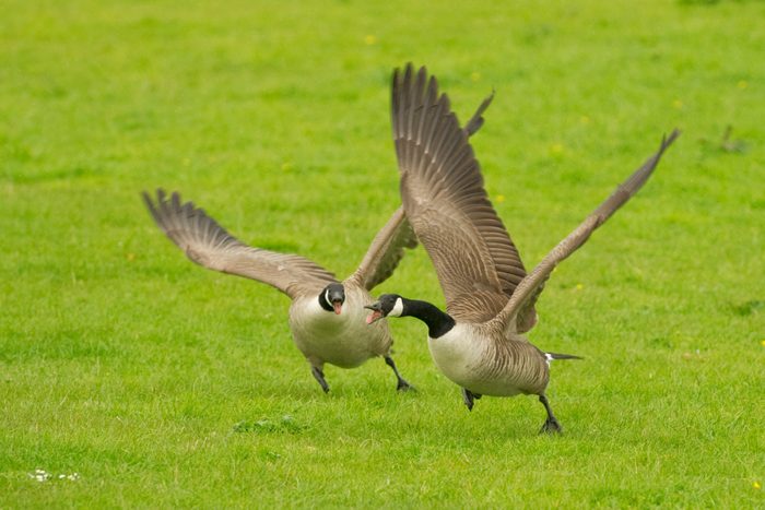 Canada Goose (Branta canadensis) attacking rival