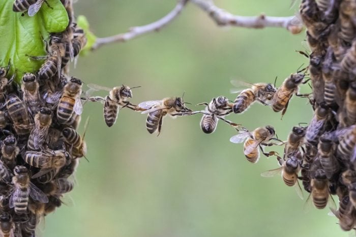 Trust in teamwork of bees bridging two bee swarm parts