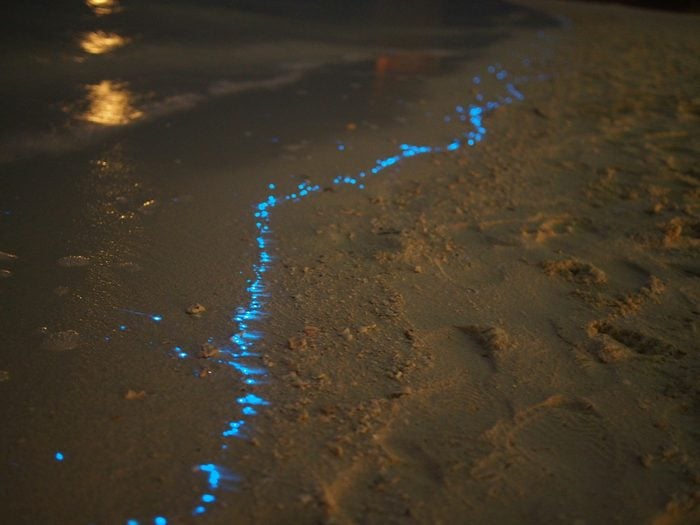 Bioluminescent phytoplankton